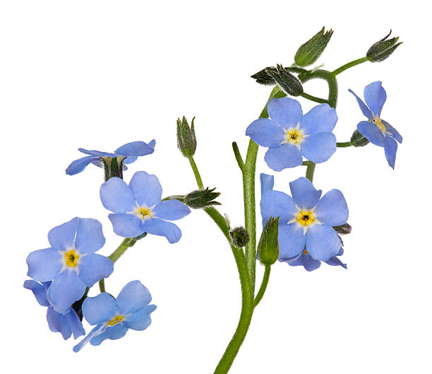 istock group of blue forget-me-not flowers isolated on white 503870202