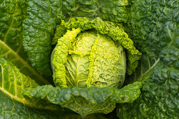 istock Fresh ripe savoy cabbage - detail 503870332