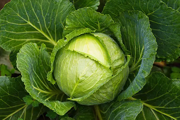 Fresh ripe head of green cabbage with lots of leaves and drops of dew growing on the homemade field, short before the harvest. Illuminated by ambient daylight. View from above, low depth of field and blurred background. Close-up