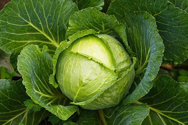 repolho fresco maduro - cabbage - fotografias e filmes do acervo