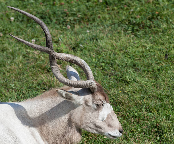 300 Antelope With Twisted Horns Stock Photos Pictures Royalty Free 300 Antelope With Twisted Horns Stock Photos Pictures Royalty Free