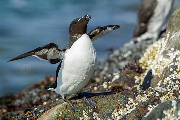 istock Razorbill, Torda Alca 503871370