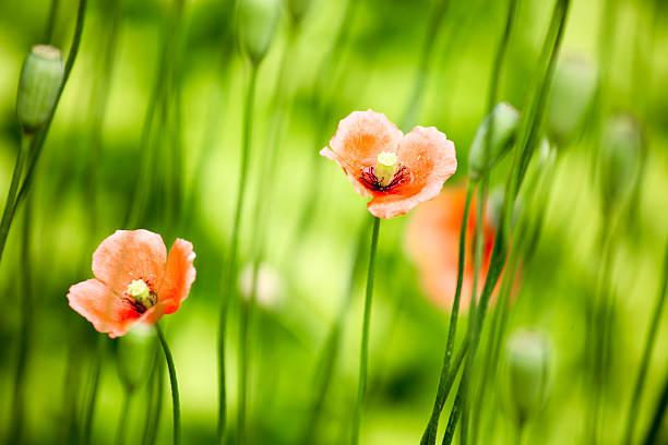 istock Poppies in the field 503871588