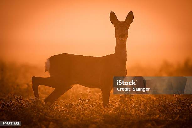 Deer Stock Photo - Download Image Now - Agricultural Field, Animal, Animals In The Wild