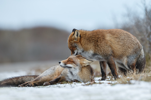 Two red foxes cuddling in the snow