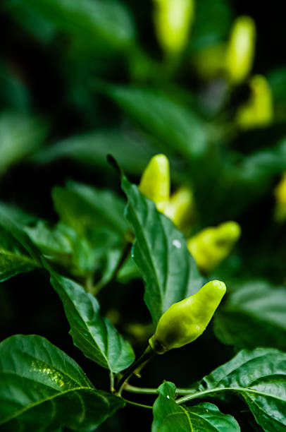 istock Small green Chili and leaves on bush 503873526