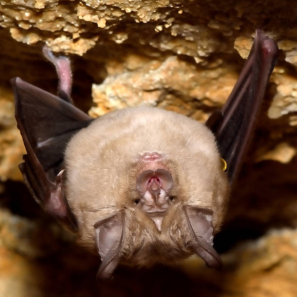 istock Greater horseshoe bat (Rhinolophus ferrumequinum) with wings partially spread 503874840