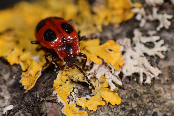 False ladybird beetle (Endomychus coccineus) A beetle in the family Endomychidae on lichen fake ladybugs stock pictures, royalty-free photos & images