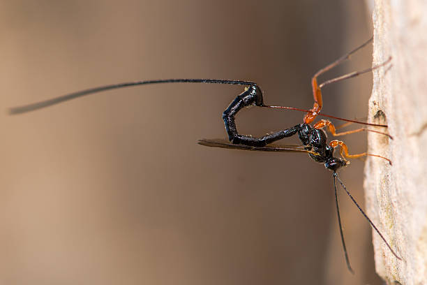 Ephialtes manifestator wasp ovipositing