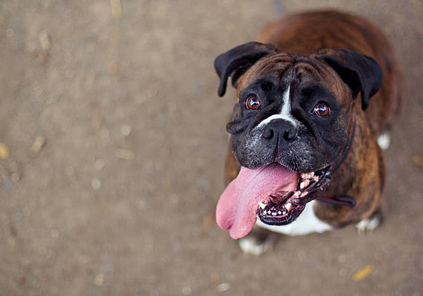 Boxer dog Funny smiling boxer dog looking into the camera boxer dog stock pictures, royalty-free photos & images