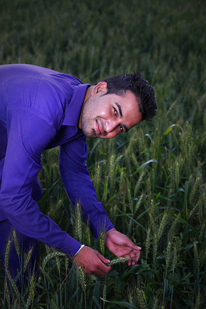 agricoltura: agricoltore nel campo verifica il grano - farmer bending wheat examining foto e immagini stock