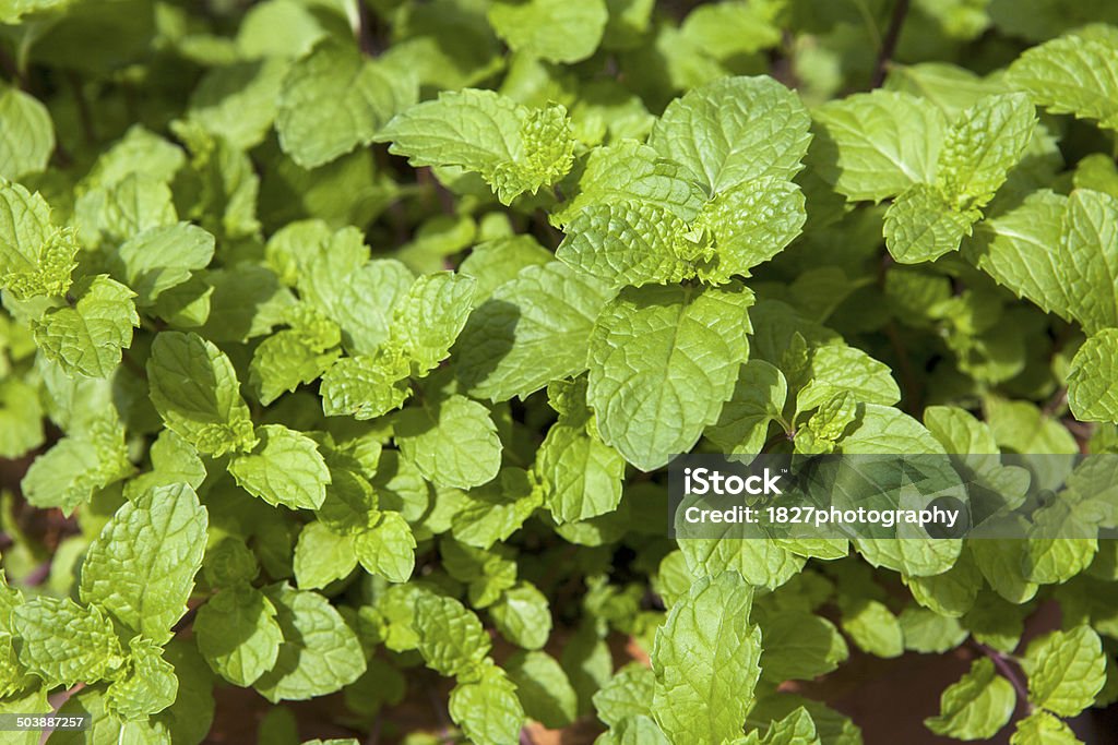 mint tree Aromatherapy Stock Photo