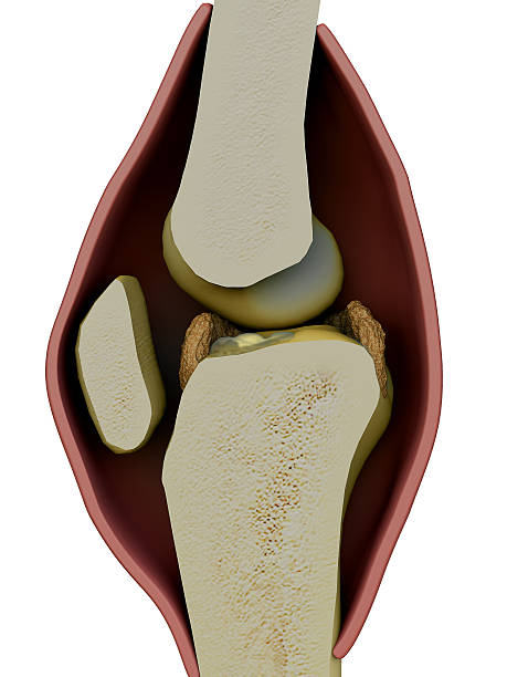 kolano, kości - human bone forensic science medical scan morphology zdjęcia i obrazy z banku zdjęć