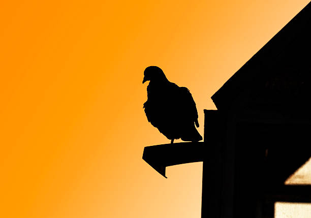 istock Pigeon black silhouette on roof. 503887495