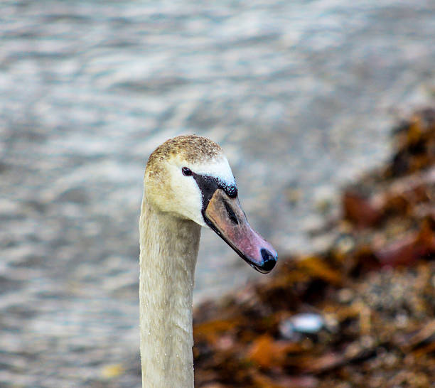 istock White brown swans on lake Ohrid, Macedonia 503887528