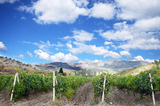 istock Vineyards crimea ukraine 503887825