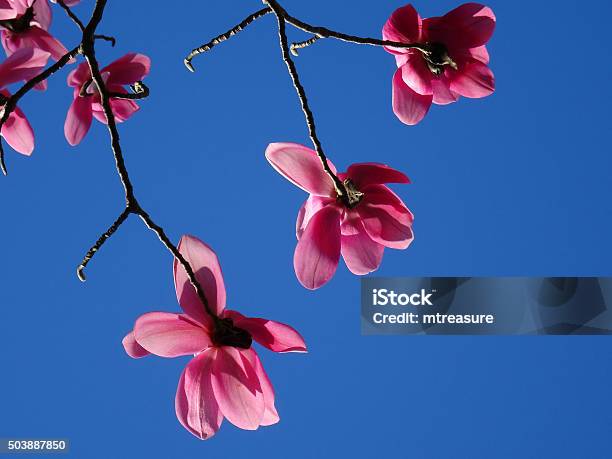 Image Of Dark Pink Magnolia Flowers Viewed From Below Bluesky Stock Photo - Download Image Now
