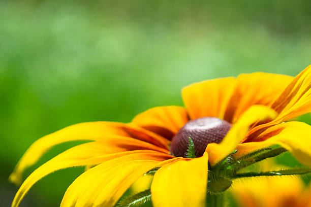 開花 rudbeckia ルドベキアフラワー - sunflower gold single flower formal garden ストックフォトと画像