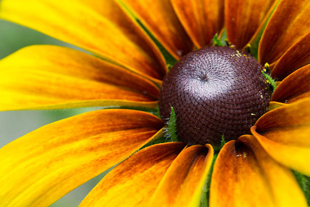 開花 rudbeckia ルドベキアフラワー - sunflower gold single flower formal garden ストックフォトと画像