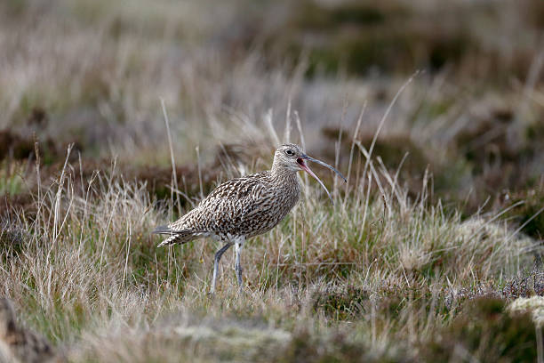 istock Dunlin, Calidris alpina 503888611