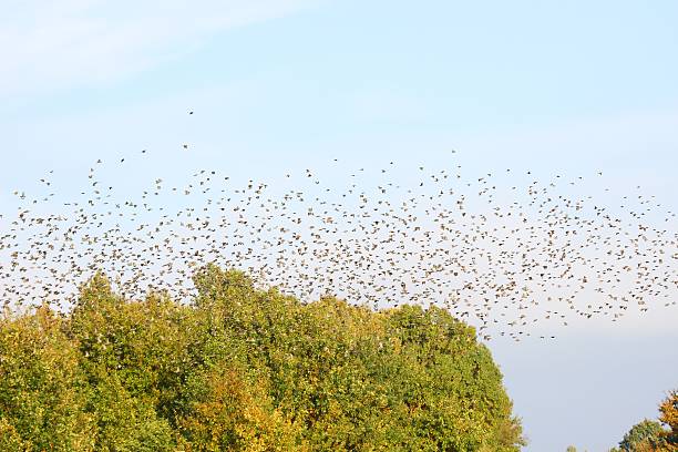 istock Flock of starlings 503888726