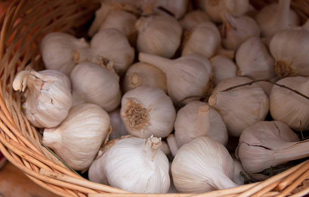 Basket of garlic, Spain. stock photo