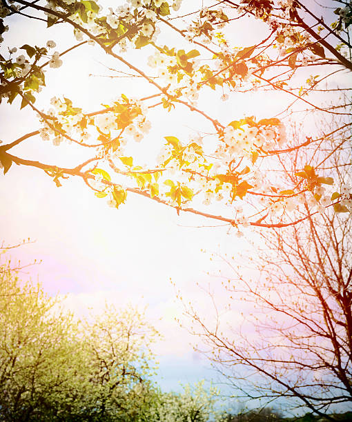 istock Spring  blooming trees in sunset. Nature background 503889382