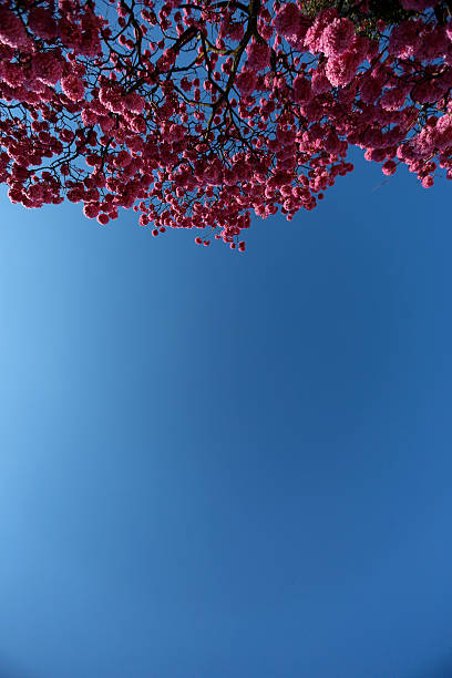 Pink Ipe Tree stock photo