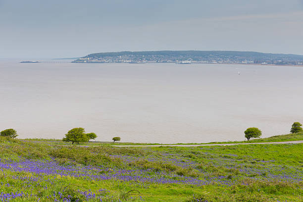 istock Brean Down bluebells view to Weston-super-mare Somerset 503891193