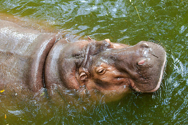 istock Wild hippopotamus swimming in the water. 503891321