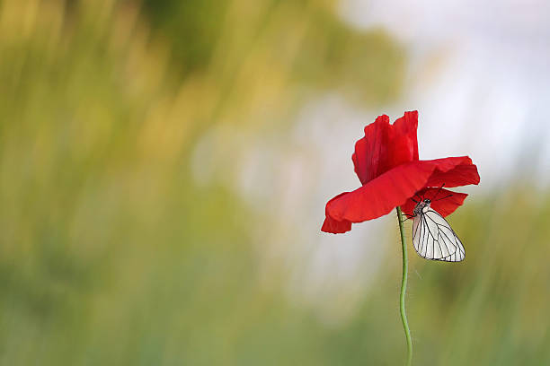 Poppy flower with white butterfly