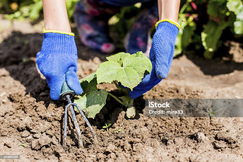 Gardening Taking care of plants in the garden Agriculture Stock Photo