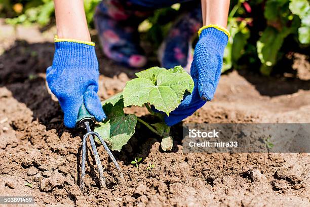 Gardening Stock Photo - Download Image Now - Agriculture, Botany, Care