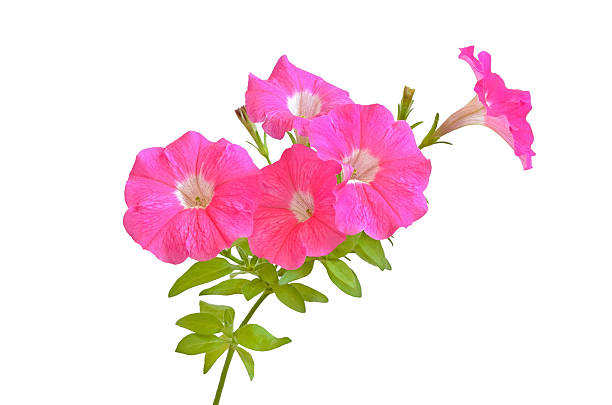Pink petunia flowers isolated on a white background