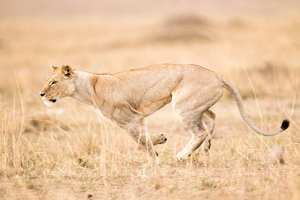 Kenya  Masai mara region, female lion , composite image