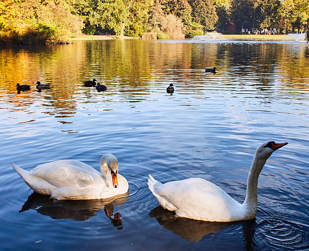istock Pair of swans 503891828