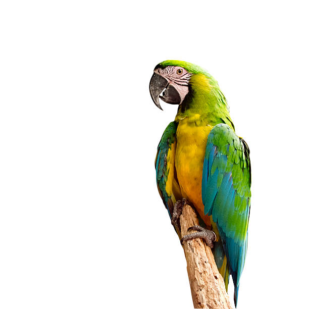 istock parrot bird sitting on the perch 503891843
