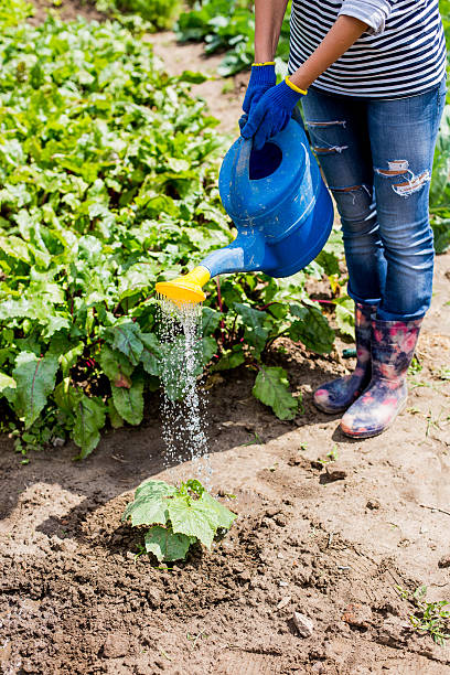 istock Watering the Vegetable Garden 503891967