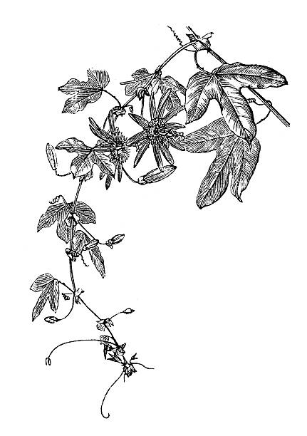 античный иллюстрация passiflora caerulea (blue страстоцвет) - botany antique illustration and painting passion flower stock illustrations