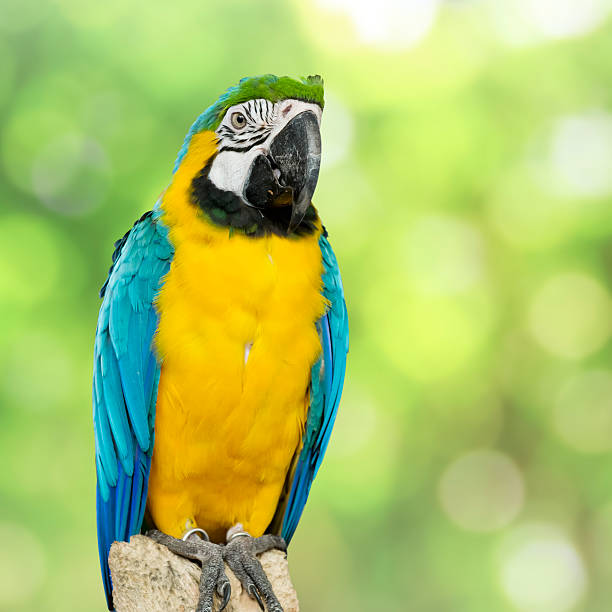istock parrot bird sitting on the perch 503892229