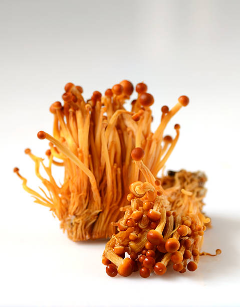 istock Shimeji mushrooms on white 503893064