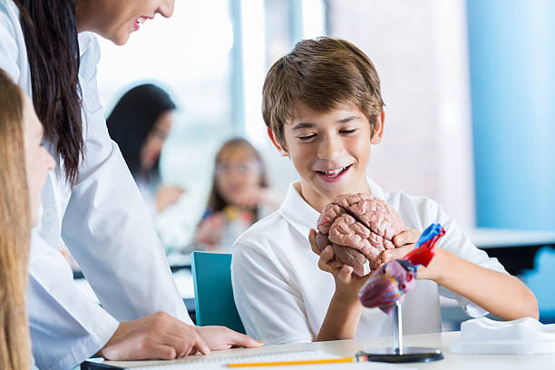 istock Preteen boy studying human brain during middle school science class 503893838