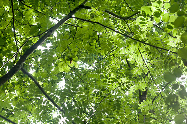 istock sorbus and oak green leaves 503896262