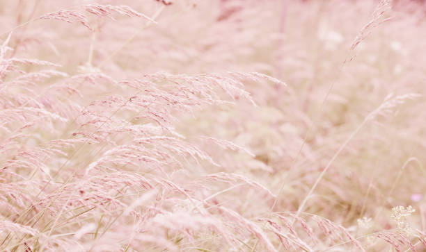 istock Meadow. Dry grass. Spikelets of grass. Toned image 503898738