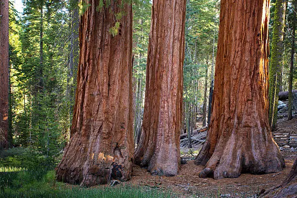 Photo of Three Graces, Yosemite