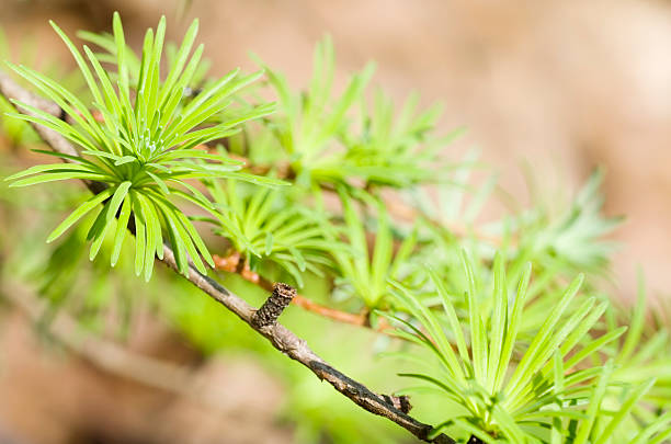 This nice Natural Background is taken in a Nature Reserve in the Province of Utrecht (the Netherlands).