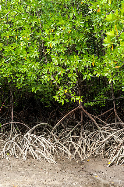 istock Roots and branches,mangrove forest of Thailand 503912684