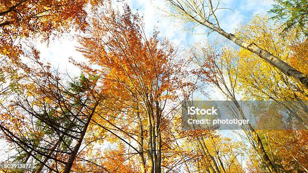 Foresta In Autunno - Fotografie stock e altre immagini di Albero - Albero, Ambientazione esterna, Ambiente