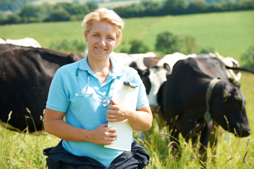 Female Vet In Field With Cattle