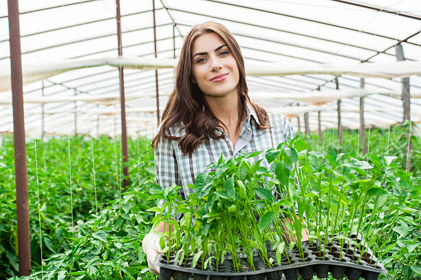 istock Young woman holding a crate with seedlings 503914979